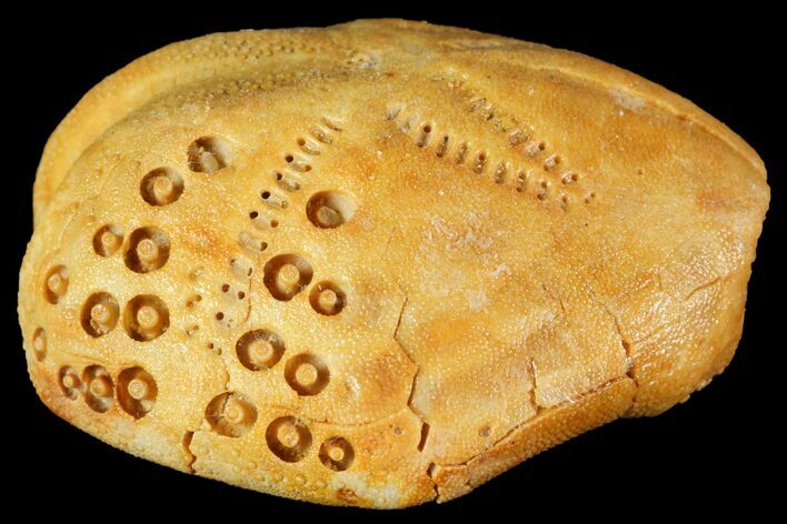 Fossil Echinoid (Lovenia) - Australia #114590